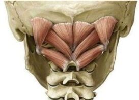 Muscles profonds du cou qui maintiennent l'Atlant dans la mauvaise position